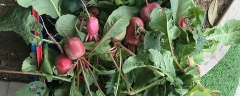 萝卜的收获时间