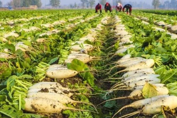 萝卜的收获时间,春季种植可在5-6月份收获