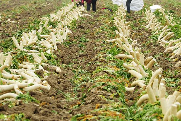 萝卜的收获时间,春季种植可在5-6月份收获