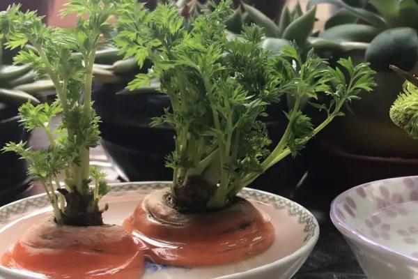 萝卜的收获时间,春季种植可在5-6月份收获