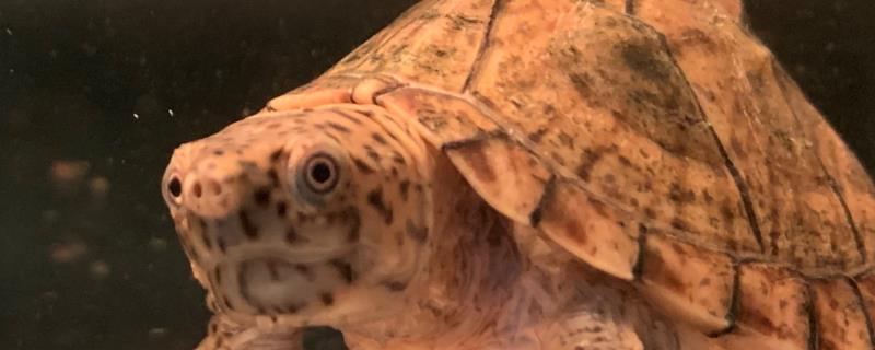 剃刀龟是否要晒背