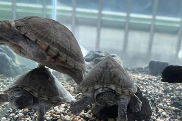 剃刀龟是否要晒背,需要晒背否则容易滋生细菌