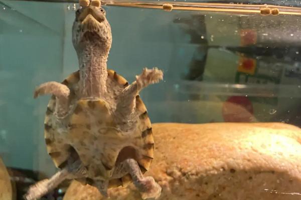 剃刀龟是否要晒背,需要晒背否则容易滋生细菌