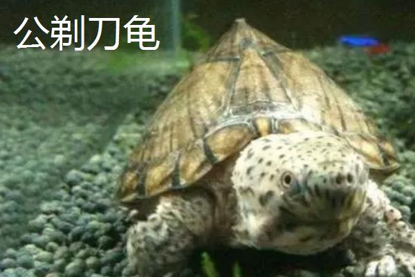 剃刀龟是否要晒背,需要晒背否则容易滋生细菌