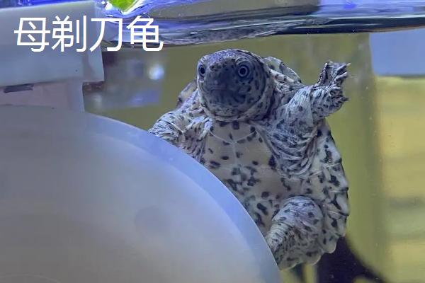 剃刀龟是否要晒背,需要晒背否则容易滋生细菌