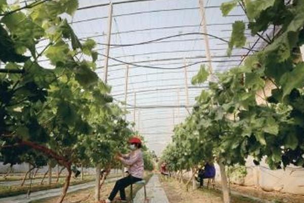 大棚葡萄的修剪方法,可由上而下修剪骨干枝和结果母枝