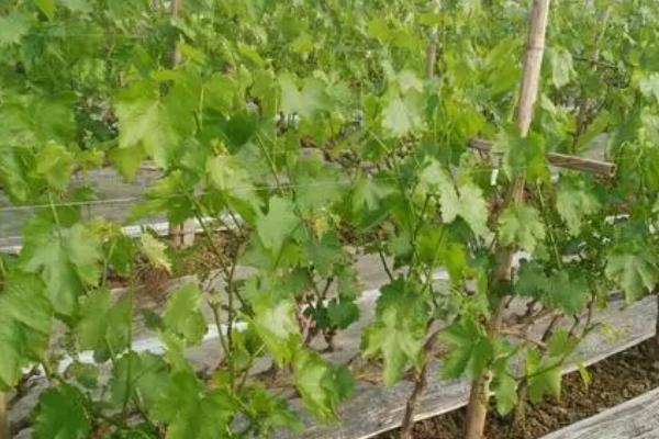 大棚葡萄的修剪方法,可由上而下修剪骨干枝和结果母枝