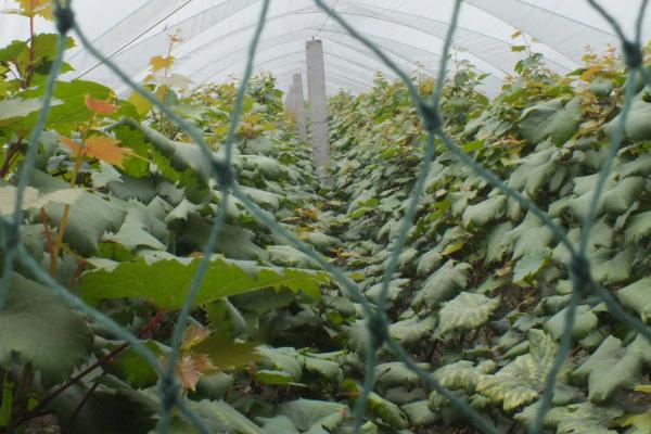 大棚葡萄的修剪方法,可由上而下修剪骨干枝和结果母枝