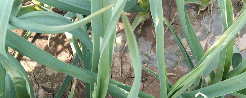 大蒜叶片发黄的原因