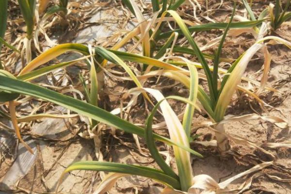 大蒜叶片发黄的原因,养分消耗过多容易出现干尖、黄叶的情况