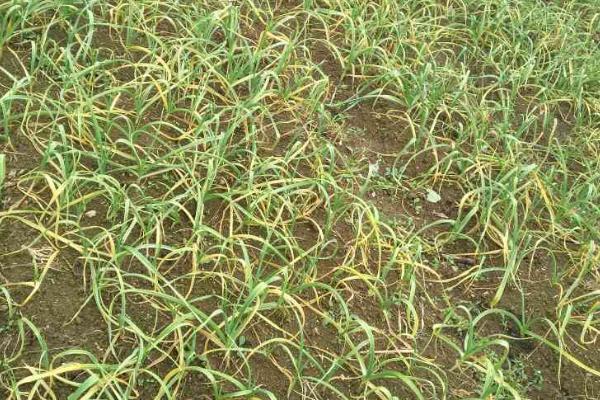 大蒜叶片发黄的原因,养分消耗过多容易出现干尖、黄叶的情况