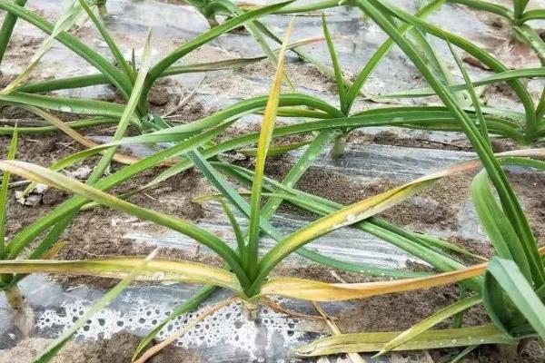 大蒜叶片发黄的原因,养分消耗过多容易出现干尖、黄叶的情况