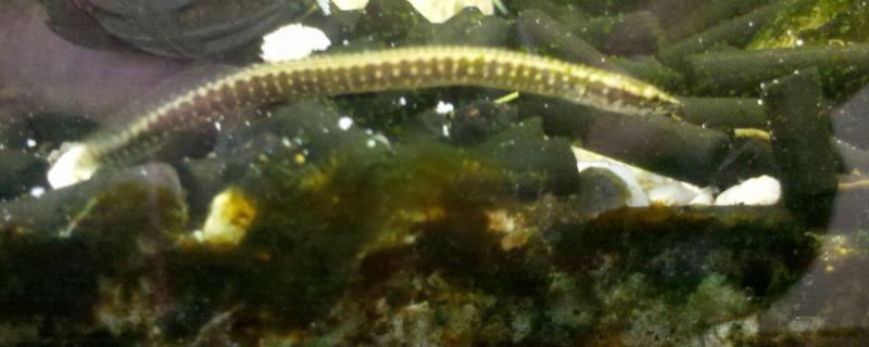 刺鳅鱼怎么养殖