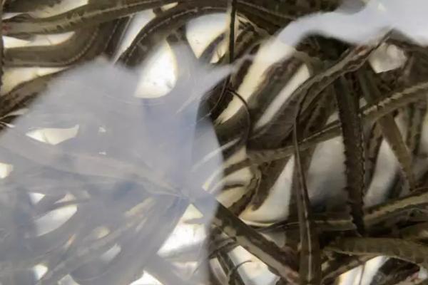 刺鳅鱼怎么养殖,需搭配饲料精心投喂