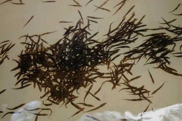 刺鳅鱼怎么养殖,需搭配饲料精心投喂