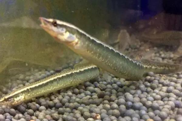 刺鳅鱼怎么养殖,需搭配饲料精心投喂