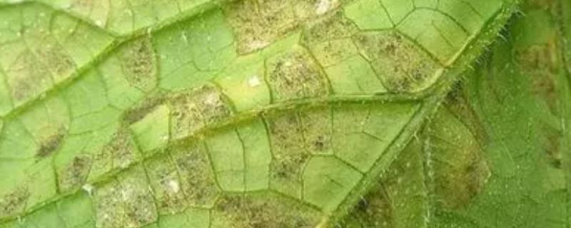 怎么防治黄瓜霜霉病