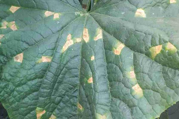 怎么防治黄瓜霜霉病,可选择种植天津5918、津杂4号等抗病品种