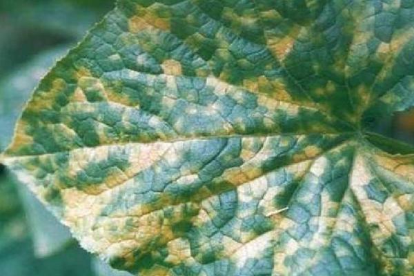 怎么防治黄瓜霜霉病,可选择种植天津5918、津杂4号等抗病品种