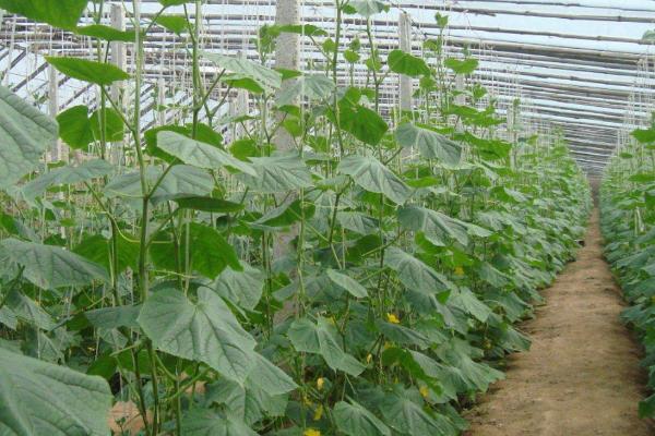 怎么防治黄瓜霜霉病,可选择种植天津5918、津杂4号等抗病品种