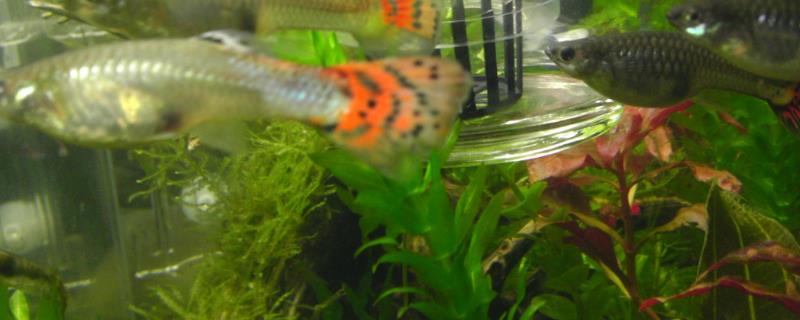 孔雀鱼混养会不会串种