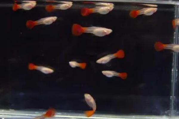 孔雀鱼混养会不会串种,容易和其它鱼杂交、继而串种