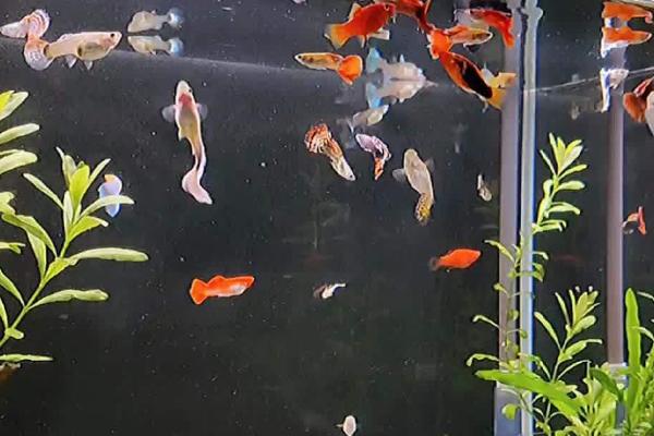 孔雀鱼混养会不会串种,容易和其它鱼杂交、继而串种