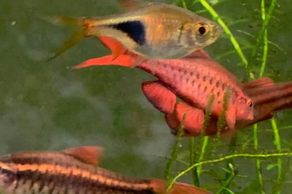 孔雀鱼混养会不会串种,容易和其它鱼杂交、继而串种