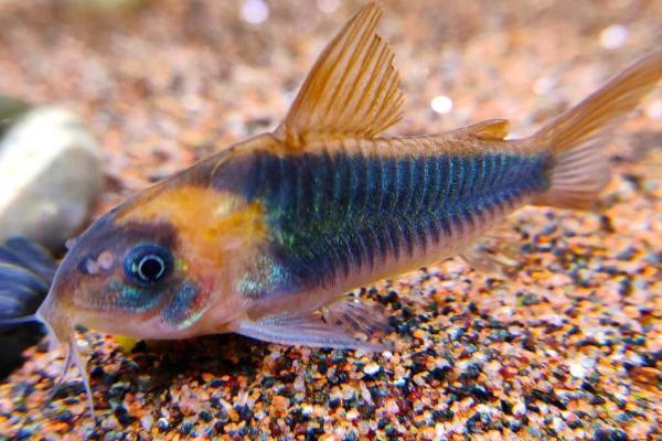 孔雀鱼混养会不会串种,容易和其它鱼杂交、继而串种