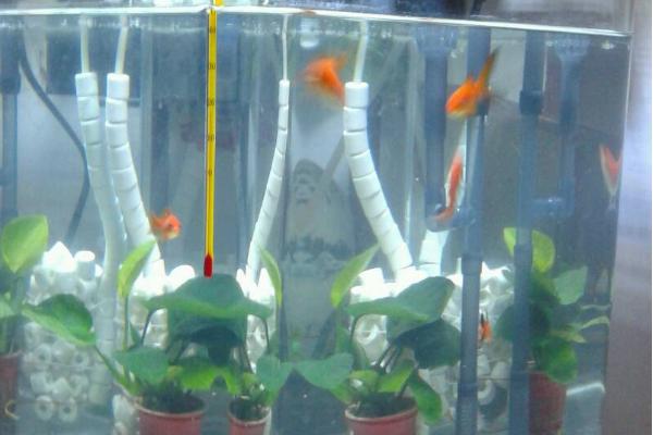 家用小鱼缸如何换水,老水抽出四分之一左右即可