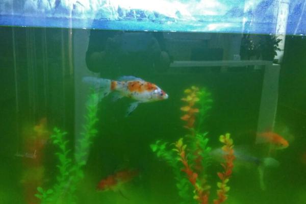 家用小鱼缸如何换水,老水抽出四分之一左右即可