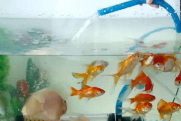 家用小鱼缸如何换水,老水抽出四分之一左右即可