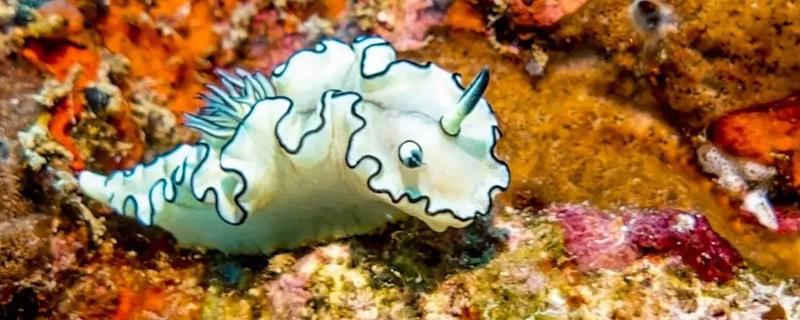 海兔是不是乌贼