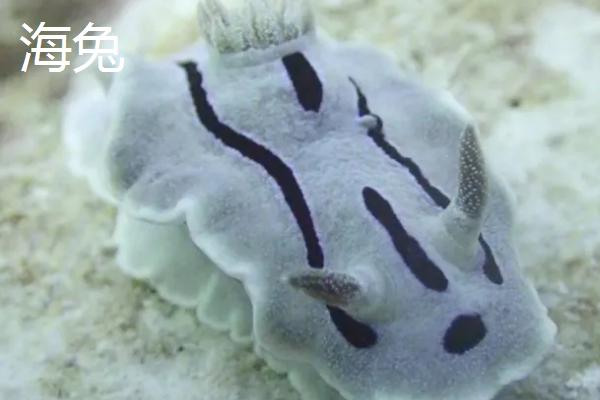 海兔是不是乌贼,二者属于不同的生物