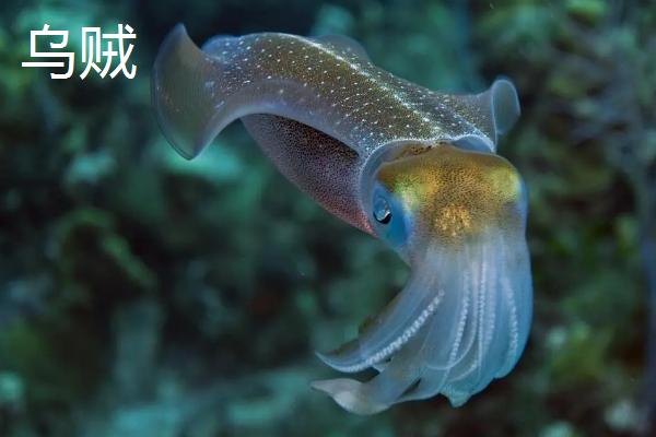 海兔是不是乌贼,二者属于不同的生物