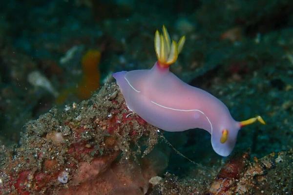 海兔是不是乌贼,二者属于不同的生物