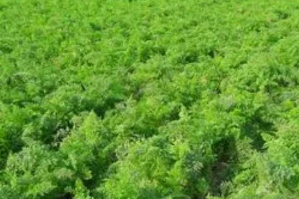 胡萝卜怎么种植,可进行人工点播或机器播种