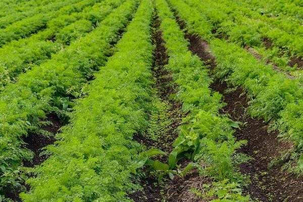 胡萝卜怎么种植,可进行人工点播或机器播种