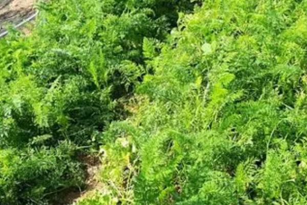 胡萝卜怎么种植,可进行人工点播或机器播种