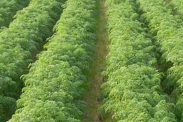 胡萝卜怎么种植,可进行人工点播或机器播种