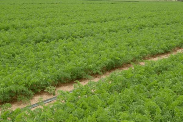 胡萝卜怎么种植,可进行人工点播或机器播种