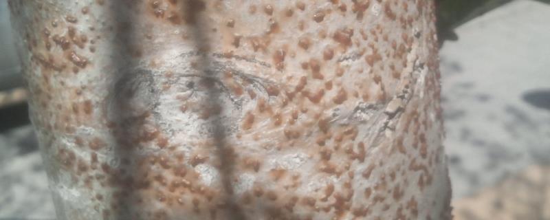 杨树烂皮病有哪些症状