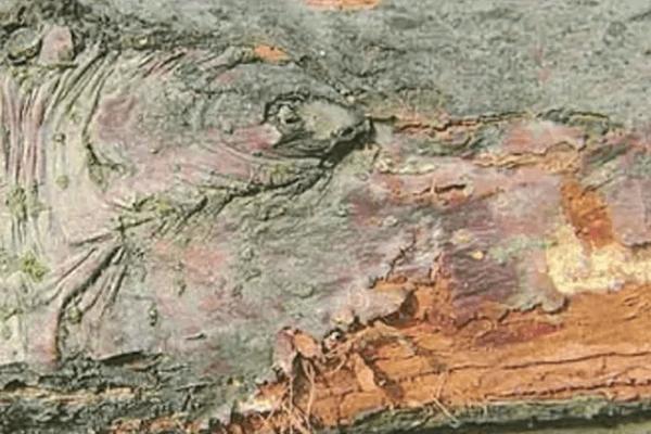 杨树烂皮病,发生在主干和枝条上