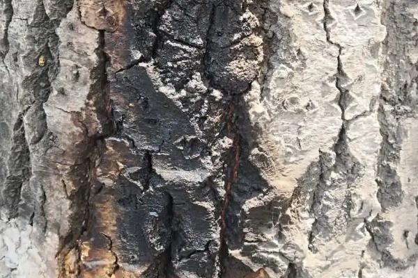 杨树烂皮病,发生在主干和枝条上