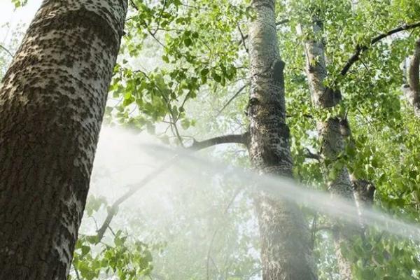 杨树烂皮病,发生在主干和枝条上