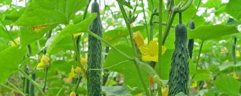 黄瓜沤根的防治技巧