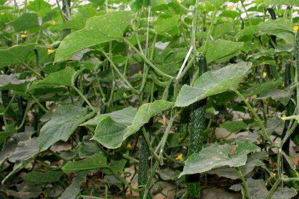 黄瓜沤根的防治技巧,做好这4点