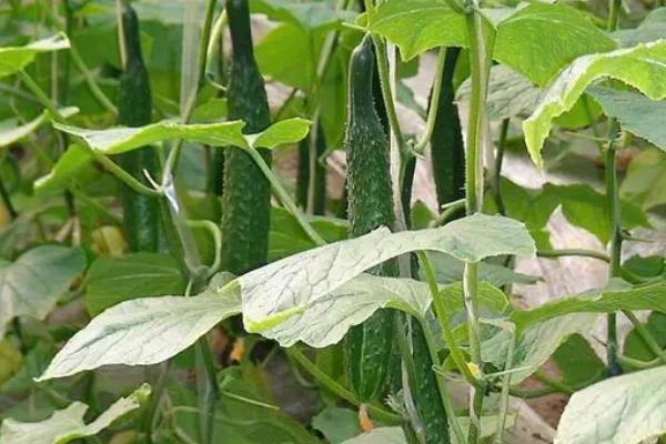 黄瓜沤根的防治技巧,做好这4点
