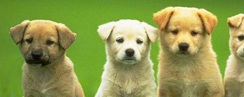 狗怎么分类