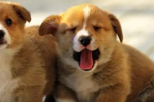 狗怎么分类,按身高和体重可分为超大型犬、大型犬、中型犬、小型犬